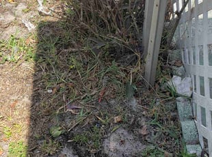 Bush Trimming by Curtis Campbell for Margaret F. in Bradenton, FL