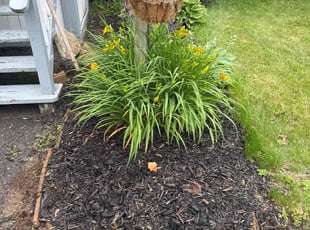 Weeding by Troy Carroll for Patricia R. in Albany, NY