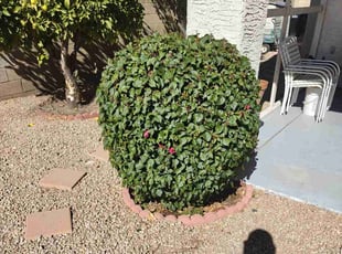 Bush Trimming by Marvin Gray for Genevieve L. in Phoenix, AZ