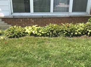 Cleanups by Reginald Sanders for Raven R. in Oak Lawn, IL