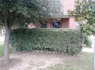 Bush Trimming by Derek Schoenfeld for Fatima D. in San Antonio, TX