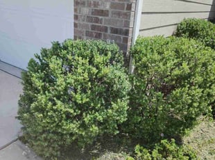 Bush Trimming by Alfredo Penafiel for Shalee G. in Jarrell, TX