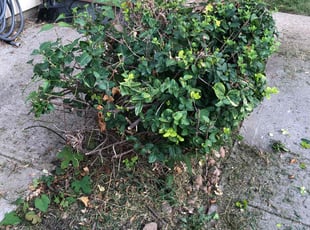 Bush Trimming by Donta Wesley for Lacey O. in Kansas City, MO