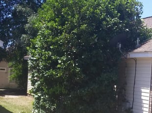 Bush Trimming by Jeryl Scott for Otis J. in Tallahassee, FL
