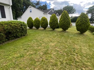 Bush Trimming by Toci Nwaoha for Roldophe S. in Randolph, MA