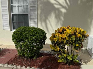 Bush Trimming by Jairo Ibero for Ingred Y. in Kissimmee, FL