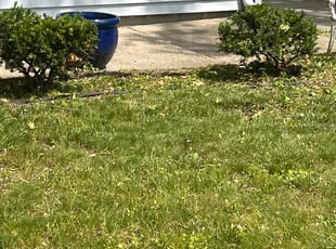 Bush Trimming by Shane Fellers for Latrice N. in Westland, MI