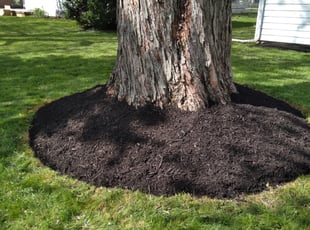 Cleanups by Frank Koller for Elizabeth R. in Carmel, IN