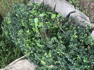 Bush Trimming by Anil Singh for Eric M. in Fairfax, VA