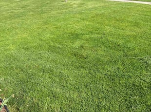 Donna R.'s Lawn Mowing service result