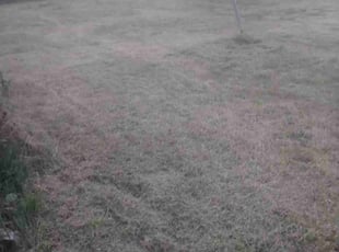 Cleanups by Amanda Honeck for Jasleen D. in Kent, WA