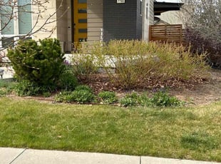 Leaf Removal by Tyree Bean for Kevin T. in Denver, CO
