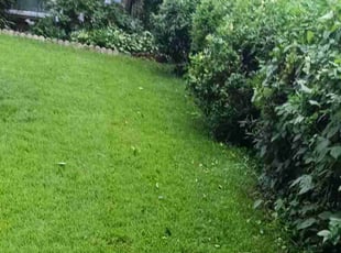 Weeding by Lawrence Mooney for Yvette S. in Takoma Park, MD