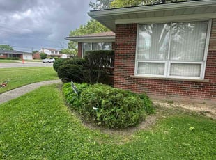 Bush Trimming by Steve Bergman for Dawn B. in Warren, MI