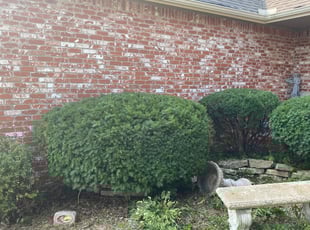 Bush Trimming by Darin Buterakos for Lezlee K. in Wichita, KS