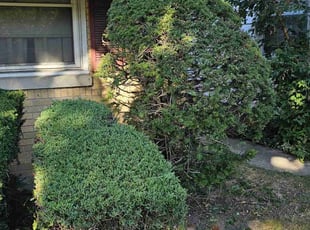 Bush Trimming by Robert Dowdy for Kathleen K. in Milwaukee, WI