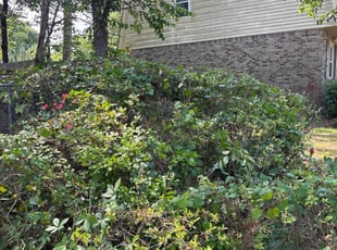 Bush Trimming by Eric Syphertt for Tj B. in Columbia, SC