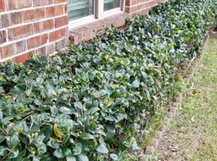 Bush Trimming by Rolando Call for Susan N. in Houston, TX