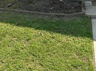 Cleanups by Thomas Cottle for Jay W. in Williamsburg, VA