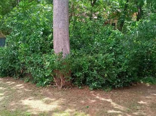 Bush Trimming by Guillermo Celaya for Ruth R. in Grapevine, TX