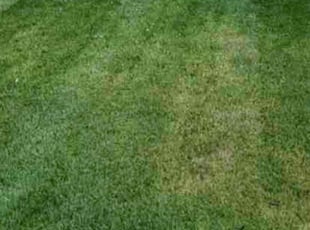 Kristie A.'s Lawn Mowing service result