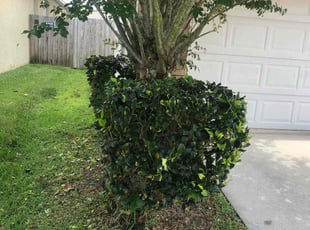 Bush Trimming by Alberto A for Tara F. in Tampa, FL