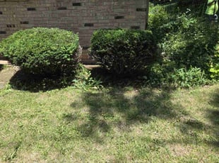 Bush Trimming by Ronnie Anderson for Margaret B. in Burlington, WI