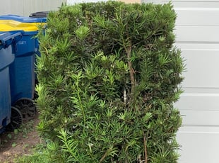 Bush Trimming by Lenard Moody for Maria R. in Jacksonville, FL