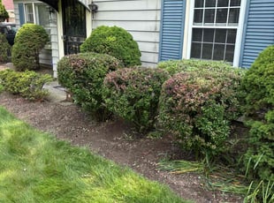 Bush Trimming by Seantrell Lawson for Diana P. in Highland Hills, OH