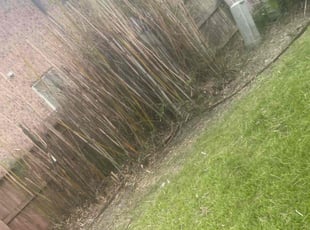 Bush Trimming by Sharonda Sanford for Elane L. in Sugar Land, TX