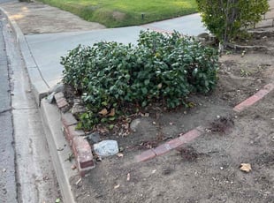 Bush Trimming by Robert Camarena for John B. in Pasadena, CA