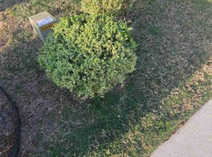 Bush Trimming by Reginaldo Perez for Damien A. in Austin, TX