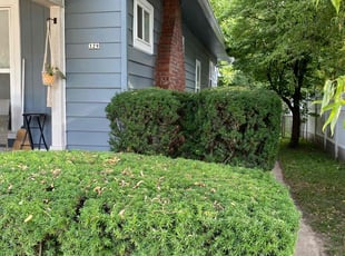 Bush Trimming by Marvin Jackson for Stewart J. in Indianapolis, IN