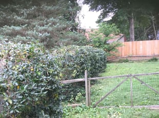 Bush Trimming by Hiram Sutton for Jomarie W. in Charlotte, NC