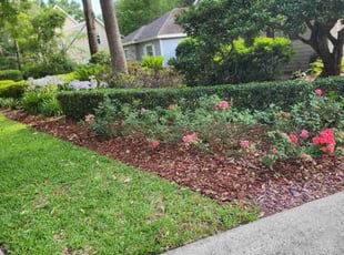Bush Trimming by Christopher Harper for Flora R. in Gainesville, FL