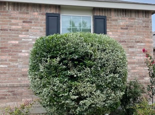 Bush Trimming by Jesse Salas for Angela H. in Fort Worth, TX