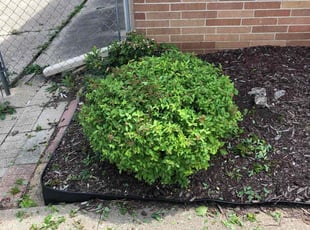 Bush Trimming by John McCardle for Seandra M. in Milwaukee, WI