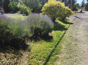 Meaghan L.'s Lawn Maintenance service result
