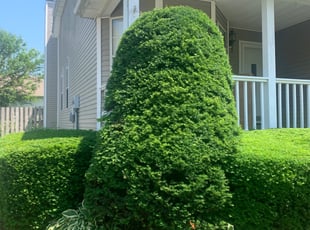 Bush Trimming by Tristan Spradlin for Walter M. in Lexington, KY