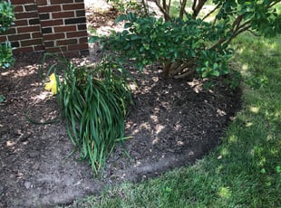 Mulching by Carlos Alba for Amy E. in Arlington, VA
