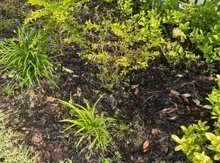 Weeding by Christopher Oropeza for Ashley G. in Winter Garden, FL