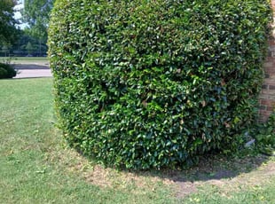 Bush Trimming by Jesus Valencia for Sondra M. in Plano, TX