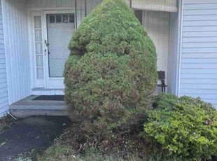Bush Trimming by Jeremy Ellis for Carole B. in Meriden, CT