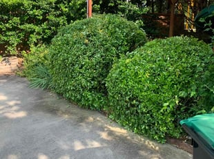 Bush Trimming by Hunter Foster for Angela M. in Anderson, SC