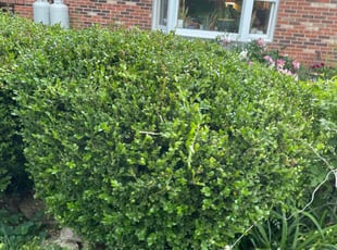 Bush Trimming by Gavin Rogers for Jesse K. in Lexington, KY
