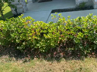 Weeding by Jonmarvian Jenkins for Jason C. in College Station, TX