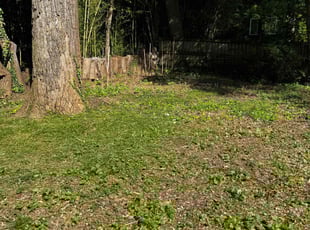 Weeding by Jairo Villagran for Phillip A. in Garrett Park, MD