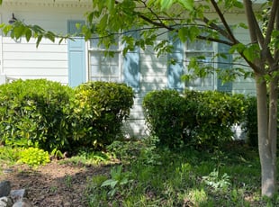 Bush Trimming by Nick Halferty for Louis J R. in Raleigh, NC
