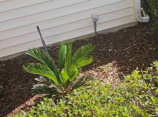 Weeding by Robert Nelams for Paul S. in Leesburg, FL