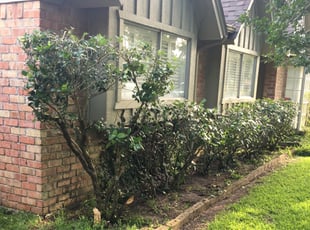 Bush Trimming by Sophia Paige for Lauren T. in Houston, TX